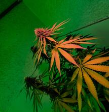 How to Pick a Grow Tent