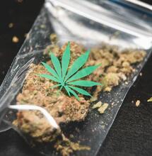 Gutes Gras vs. schlechtes Gras: So erkennt man gute Cannabisblüten