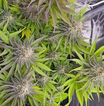 Was ist Translokation bei Cannabis?