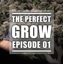 Das Soft Secrets How-to-Grow-Projekt