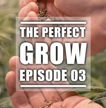 The Perfect Grow EP. 3: Auswahl der Samen