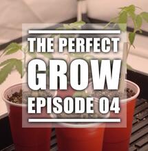 The Perfect Grow EP. 4: Die Samen zum Keimen bringen