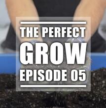 The Perfect Grow EP. 5: Die Mischung macht's