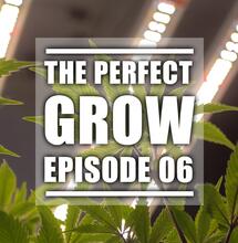 How to Choose the Perfect Grow Light