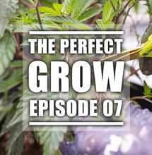 La croissance des plants de cannabis