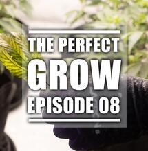 What to Do When Cannabis Enters Flowering Stage?