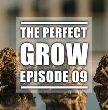 The Perfect Grow: Zbiory