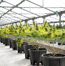 How is AI Changing Cannabis Cultivation?