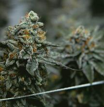 how to clone a cannabis plant.