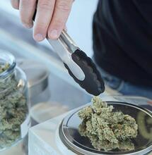 working with chunks of weed.