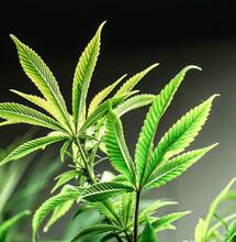 Hrozba pěstitelů - latentní viroid chmele