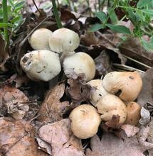 HugelKultur, une pratique ancestrale