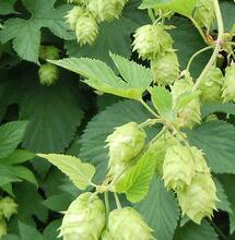 Humulène : le terpène du cannabis et du houblon