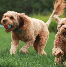 Können Hunde durch Cannabis high werden?