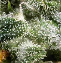 Approfondimento: il ruolo dei terpeni della cannabis