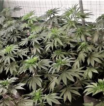 Stärkt CBD die Immunabwehr?