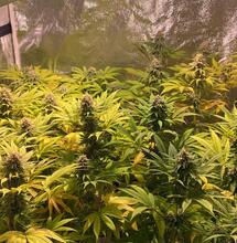 A Beginner’s Guide to Hydroponics