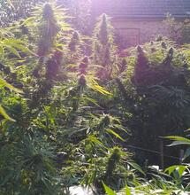 The Different Ways to Grow Cannabis Buds Outdoors 