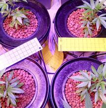 Understanding Deep Water Culture and Cannabis Plants