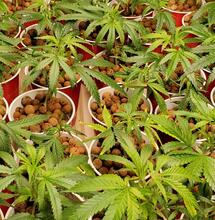 A Beginner's Guide - The Best Pots and Growing Medium for Cannabis Plants 