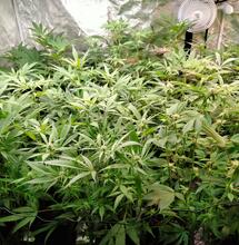 12 Top Tips for Setting Up an Indoor Marijuana Grow Room