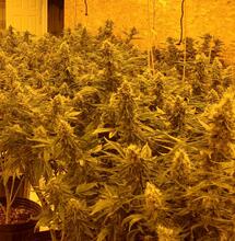 Why You Should Consider Hydroponic Cannabis Growing in 2026