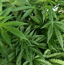 When the smell reaches the entrance hall