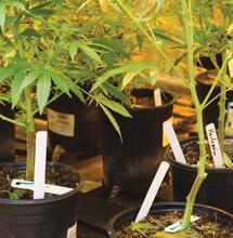 Testing the varieties