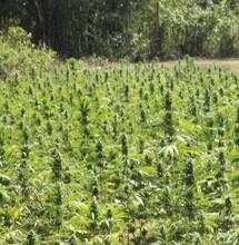 Leçons d’une culture d’hiver en Jamaïque