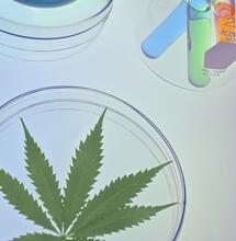 Wann zahlen die Krankenkassen für medizinisches Cannabis?