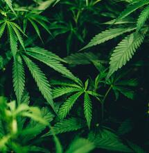 Was ist das Cannabis Experiment?