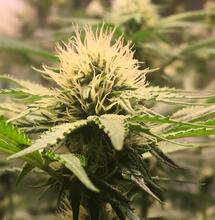 Selenskyj möchte medizinisches Cannabis legalisieren