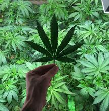 Legaler Anbau in Luxemburg