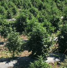 The Missdeed of Cannabis Legalisation