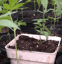 Sustrato, nutrición y ciclo de las autoflorecientes