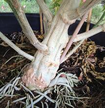 La technique du bonsaï expliquée