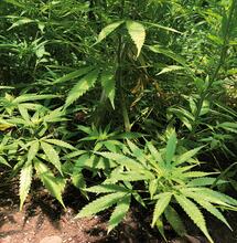 Dutch Passion en Estados Unidos