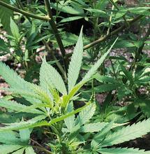 Esquejes de marihuana en vegetativo.