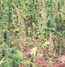 Un lugar donde la marihuana es una hierba maldita