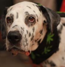 Con la veterinaria Tatiana Rivero y Nicky, su paciente canino.