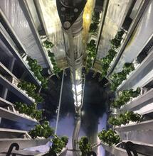 GI GROW: un giro en el cultivo de cannabis