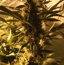 Dióxido de carbono para marihuana: beneficios.