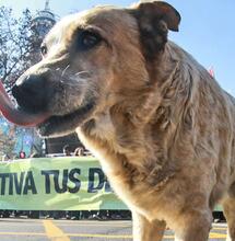 América cultiva a cara de perro