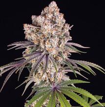 Ice Cream Cake – wyjątkowy deser od Barney's Farm