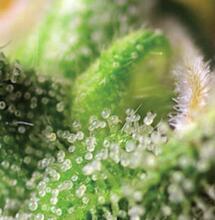 Therapeutisch nieuws voor 2018: 11 nieuwe soorten - Sweet Seeds komt met pure CBD soorten