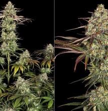Grow Report : Ice Cream Cake
