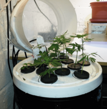 Cómo hacer una aeroponia en casa.