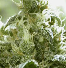 Autocultivo y autocultivadores de cannabis en España