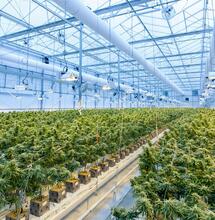 Deutschland erhöht Importlimit für medizinisches Cannabis