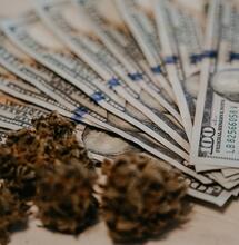 El impacto económico de los impuestos al cannabis legal